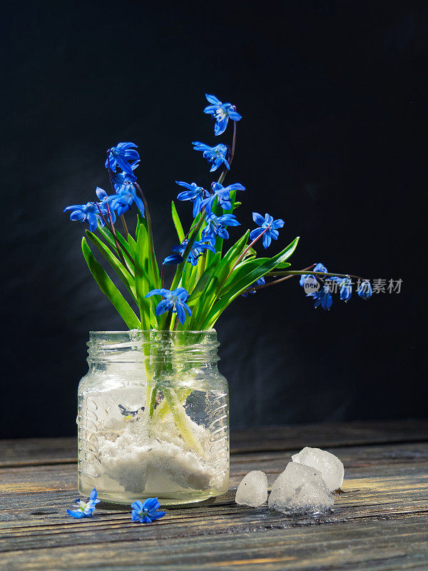 黑色的仍然有蓝色的花(scilla siberica)